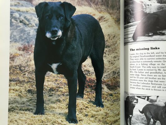 The Legacy of the St. John's Water Dog: Ancestor of the Labrador Retriever