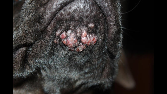 Understanding Labrador Acne